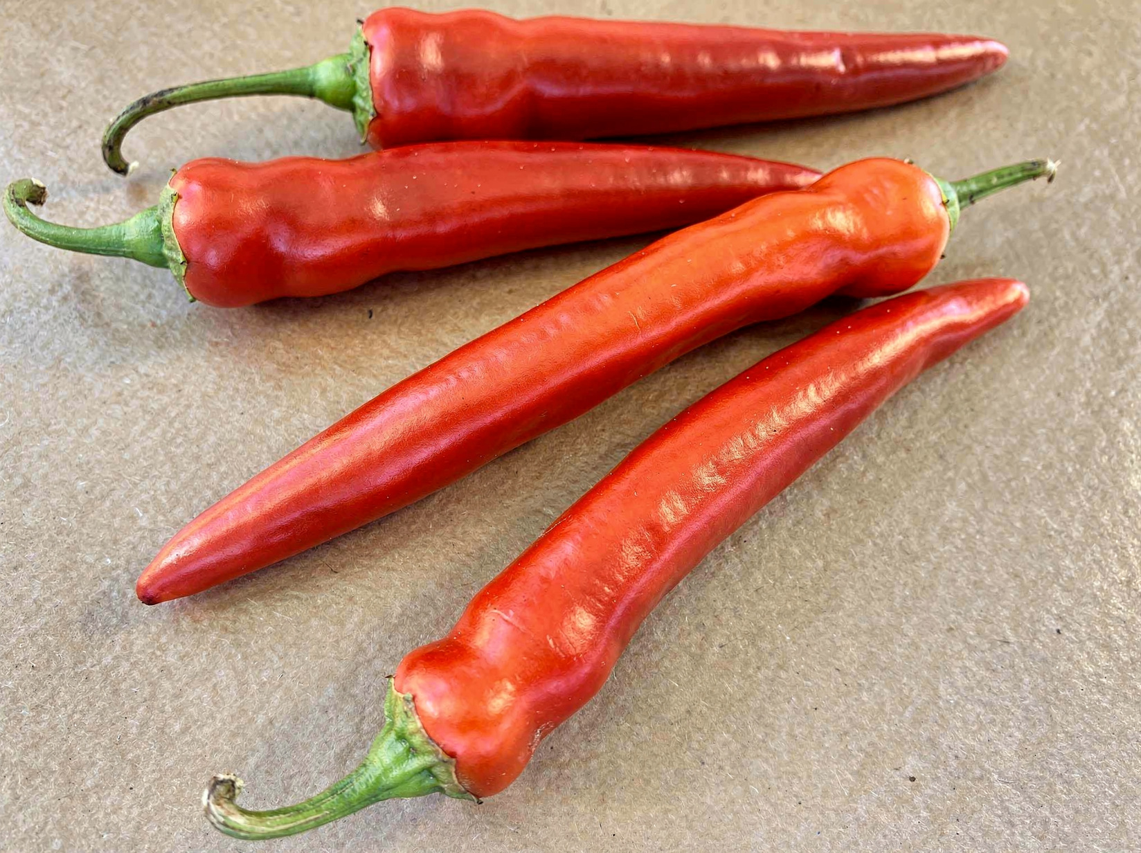 Capsicum annuum (Longum Group) — hero (chairman regenerate)